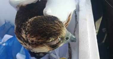 جمارك برج العرب تحبط محاولة تهريب 8 صقور نادرة فى صناديق سمان .. صور