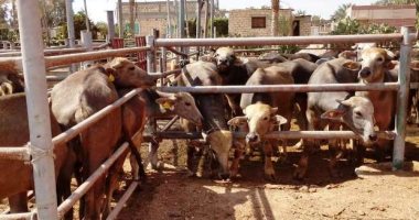 مسئول بالخدمات البيطرية: القوافل العلاجية لم تتوقف منذ 2015 وفق تكليفات الرئيس