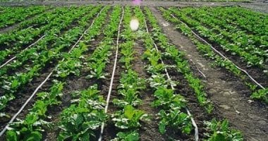 مجلس الوزراء ينشر فيديو يوضح أهمية الرى بالتنقيط وفوائده للمزارع