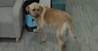 شهود عيان واقعة التهام كلب لرضيع بالإسكندرية: أبوه كان ينتظر ولادته منذ سنوات