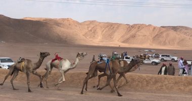 ننشر أسماء الفائزين بختامى أشواط سباق الهجن بنويبع بجنوب سيناء