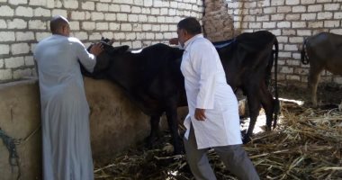 الجيزة تطلق الحملة القومية لتحصين الماشية ضد الحمى القلاعية والوادى المتصدع