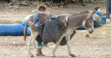 قصة احتجاز حمار فى قرية مغربية تثير الجدل والسخرية .. والشرطة تستمع للشهود