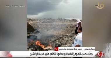 رئيس مطوبس بكفر الشيخ: الذبيحة التى أعدمت شكلت خطورة كبيرة لإصابتها بالسل
