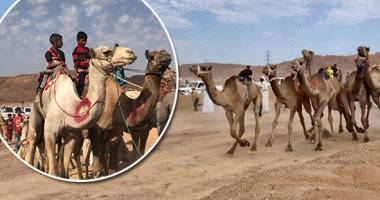 تنظيم بطولة جديدة لسباقات الهجن بشرم الشيخ الأسبوع المقبل