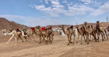 تنظيم بطولة جديدة لسباقات الهجن في 19 مارس القادم