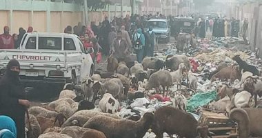 القمامة تحاصر مجمع مدارس بشارع بأرض اللواء.. وتحرك فورى من محافظة الجيزة 