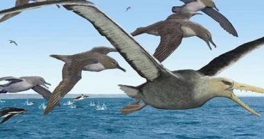 اكتشاف حفريات طائر عملاق فى أنتاركتيكا.. اعرف التفاصيل