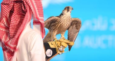 بيع صقر سعودى نادر فى مزاد بمبلغ ضخم.. اعرف التفاصيل