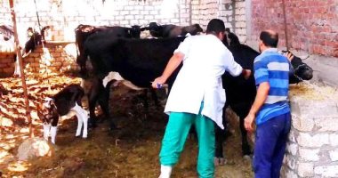 تحصين 71 ألفا و669 رأس ماشية من الحمى القلاعية والوادى المتصدع ببنى سويف