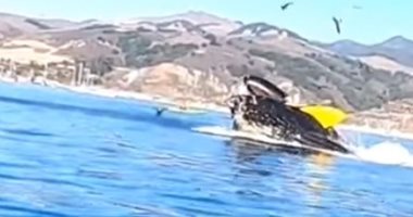 قفزا من فمه بأعجوبة.. حوت ضخم يبتلع قاربا على متنه شخصين بأحد شواطئ أمريكا.. فيديو