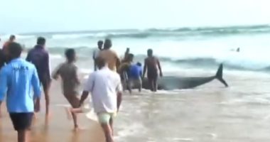 سكان جزيرة ينقذون 120 حوتا دفعتها المياه لشواطئ سريلانكا.. فيديو