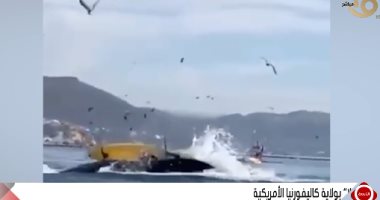 أبرز لقطة.. أستاذ بعلوم البحار يفسر سبب ابتلاع حوت لقارب صيد فى كالفورنيا
