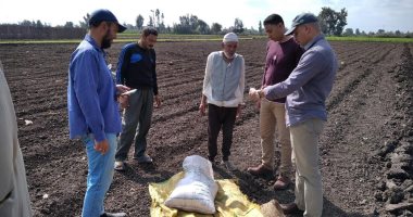 زراعة كفر الشيخ تعلن التوسع فى زراعة القمح على مصاطب وحقول إرشادية للفول