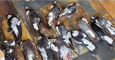 30 طائرا نافقا فى ظروف غامضة يثير الشبهات بأحد الضواحى الأسترالية.. صور