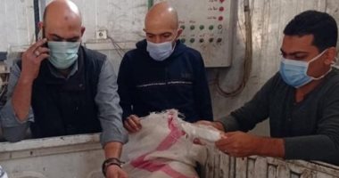 "بيطرى المنوفية" تضبط 10 أطنان لحوم ودواجن ورنجة غير صالحة للاستهلاك.. صور