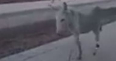 رايح فين القطر فاتك.. تعليقات ركاب محطة كوم أمبو على وجود حمار بالرصيف
