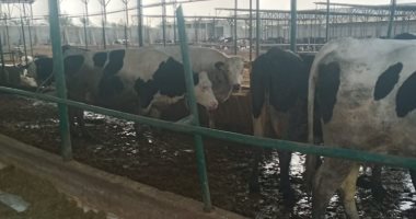 أمين الصندوق المساعد للمهن الطبية يعلن خطة لتطوير الاستثمار بالاتحاد.. صور