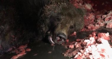 طائرة تصدم دبا وتقتله بألاسكا في حادث غريب.. صور