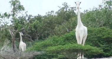 ما تروحش بعيد ..مراقبة آخر زرافة بيضاء فى العالم بجهاز تتبع إلكترونى ..ألبوم صور