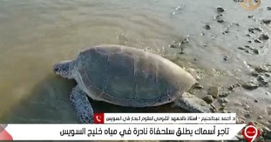 تاجر يشترى "ترسة" ويسلمها لمعهد علوم البحار: مهددة بالانقراض وميصحش أبيعها