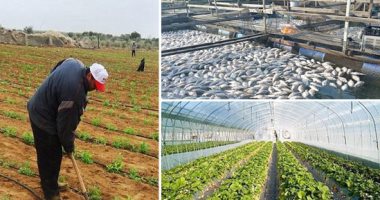 إنجازات الدولة فى 6 سنوات من عهد السيسى.. 224 مشروعًا لوضع مصر على طريق النهضة الزراعية.. 1.5 مليون فدان والصوب والمليون رأس ماشية وإحياء مشروع البتلو وتحقيق طفرة في الثروة السمكية