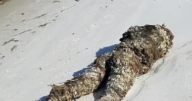"مانيكان" يشبه جثة مقطوعة الرأس يثير الذعر على شاطئ بأمريكا.. صور