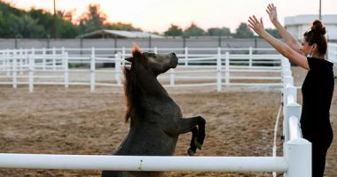 اتمخطرى واتمايلى.. رعاية المتقاعدين عاطفيا أول مشروع إماراتى لإنقاذ الخيل.. ألبوم صور
