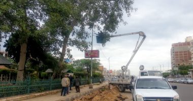 حى غرب المنصورة يزيل شجرة أيله للسقوط تهدد حياة المارة.. صور