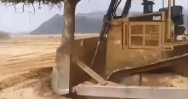 "البيئة" السعودية تتوعد شركة أزالت شجرة معمرة في جازان بعقوبات صارمة.. فيديو