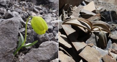 نبات صينى يستخدم "التمويه" للاختباء من البشر.. اعرف القصة