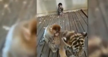 صداقة غريبة تنشأ بين قرد ونمر فى حديقة حيوان صينية.. فيديو وصور