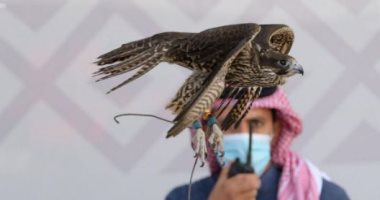 كبرياء وشموخ في السماء.. تنافس كبير بين الصقور فى مهرجان الملك عبدالعزيز