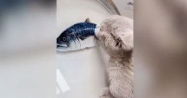 افتكرها حقيقية.. قط يحاول أكل سمكة ثلاثية الأبعاد بالصين.. فيديو وصور