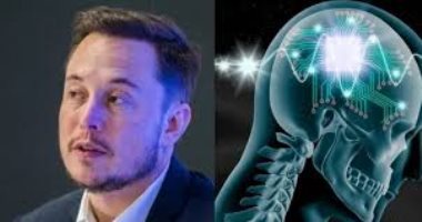 خبيرة حاسبات ومعلومات تكشف تفاصيل زراعة شريحة فى دماغ خنزير لعلاج أمراض بشرية