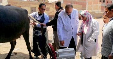 بيطري الشرقية يجرى المسح التناسلىى الشامل لـ 4 آلاف و 208 رأس ماشية 
