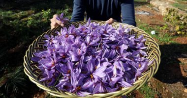عشب الزعفران.. بداية حلم أول مزرعة لـ"الذهب الأحمر" في الأردن.. ألبوم صور