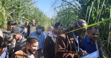 لجنة من الزراعة لتقييم قصب السكر لدعم الأصناف عالية الإنتاج والمقاومة للأمراض