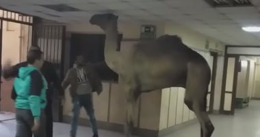 جمل يتجول بمستشفى أوسيم فى الجيزة.. والمحافظة: هرب من السلخانة (صور)