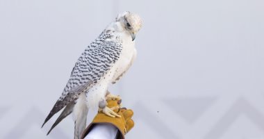صقار سعودي أصم يتحدى الإعاقة ويشارك بمهرجان الملك عبدالعزيز.. صور