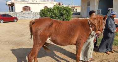 ما لا تعرفه عن "الرعام والزهرى".. يصيب الخيول ويؤثر على إنتاجيتها