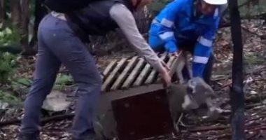 حيوانات كوالا تعود إلى غابات أستراليا بعد تعافيها من إصابات الحرائق.. فيديو