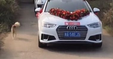 الفراق صعب.. كلب يجرى 10 كيلو بجانب سيارة زفاف صاحبته "فيديو"