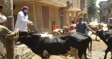تنظيم قوافل بيطرية علاجية بمركزى أبنوب ومنفلوط مجانا