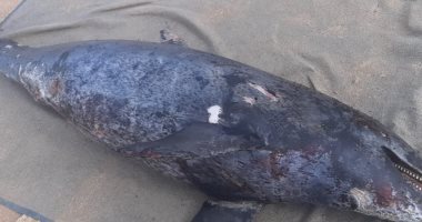 دفن دولفين نافق بالبحر الأحمر من نوع الأنف الزجاجى طوله 2.36 متر.. صور