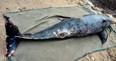 العثور على دولفين نافق بأحد شواطئ الغردقة بسبب شبكة صياد.. صور