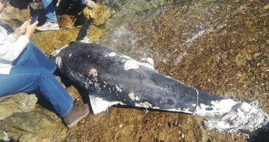 العثور على دولفين جديد نافقا بشاطئ جبل الحريم فى الغردقة.. صور 