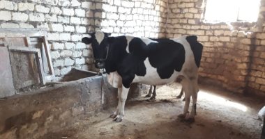 الدقهلية الأولى فى تنفيذ المشروعات متناهية الصغر باستثمارات 4 مليون جنيه