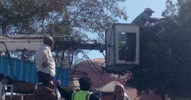 تهذيب الأشجار بأحياء مدينة سفاجا للحفاظ على المظهر الجمالى.. صور