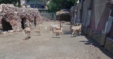 حديقة الأندلس المتنفس الوحيد لأبناء السيد البدوى.. مدير عام الحدائق: تقرر تسليمها لـ"تحيا مصر" لتطويرها.. ومستمرون فى تقديم الخدمات حتى تنفيذ القرار.. ومدير الحديقة: تطبيق الإجراءات الاحترازية قبل دخولها.. صور